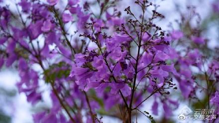 如梦春城！昆明蓝花楹进入盛花期