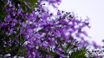 如梦春城！昆明蓝花楹进入盛花期