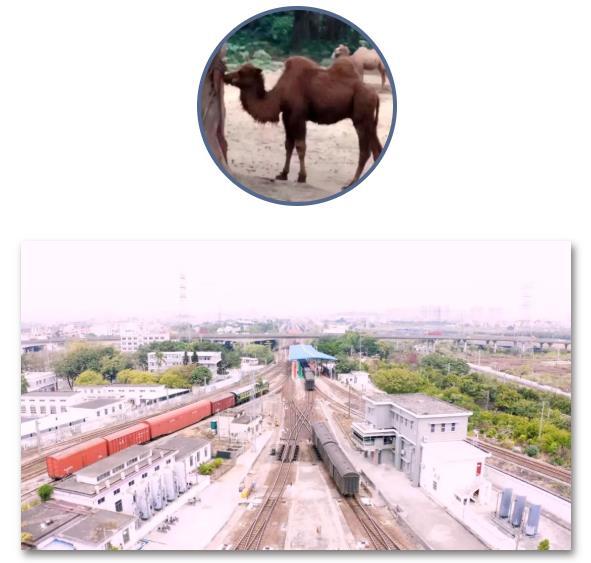 涨知识！铁路上的"仿生学"设计，你知道几个?