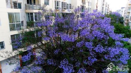 如梦春城！昆明蓝花楹进入盛花期