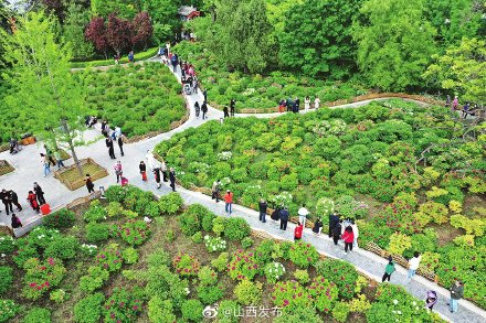 太原迎泽公园3000余株牡丹竞相盛放 太原迎泽公园3000余株牡丹竞相盛放