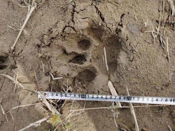 它来了？黑龙江一地发现18厘米宽脚印