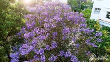 如梦春城！昆明蓝花楹进入盛花期
