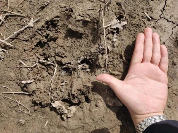 它来了？黑龙江一地发现18厘米宽脚印