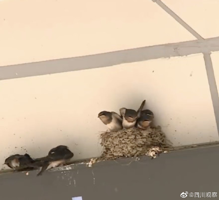 幸运车站!小燕子一家落户成都地铁站 幸运车站!小燕子一家落户成都地铁站