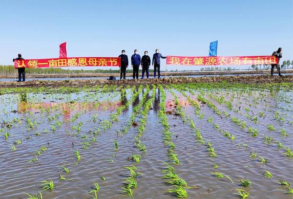 超260萬畝！ 黑龍江省水稻插秧正當時