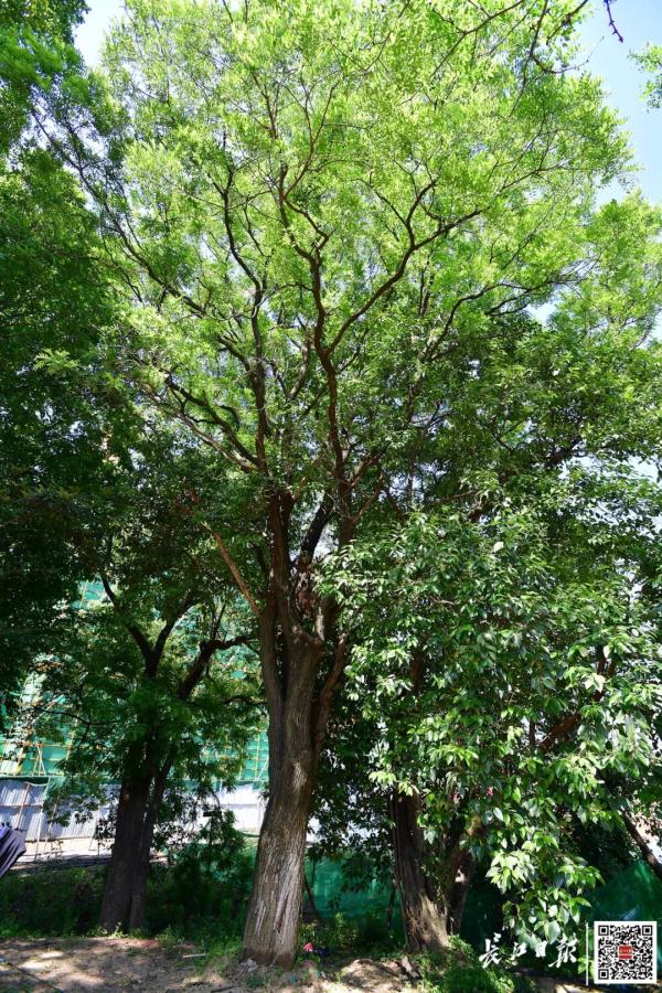 最高树龄114岁，武汉藏着一处百年古树群落