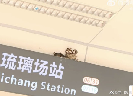 幸运车站!小燕子一家落户成都地铁站 幸运车站!小燕子一家落户成都地铁站