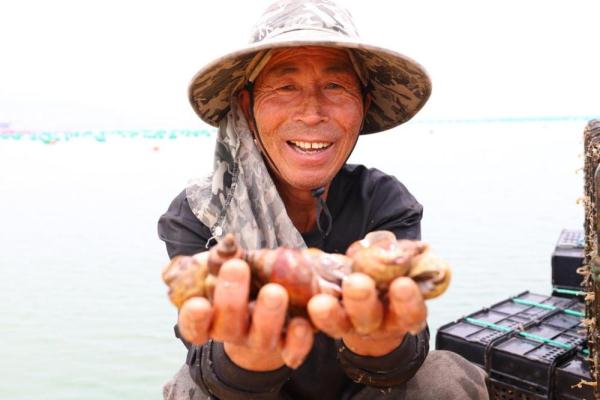 黄螺住进深海“吊床”  连江在福建首创深水网箱养殖东风黄螺