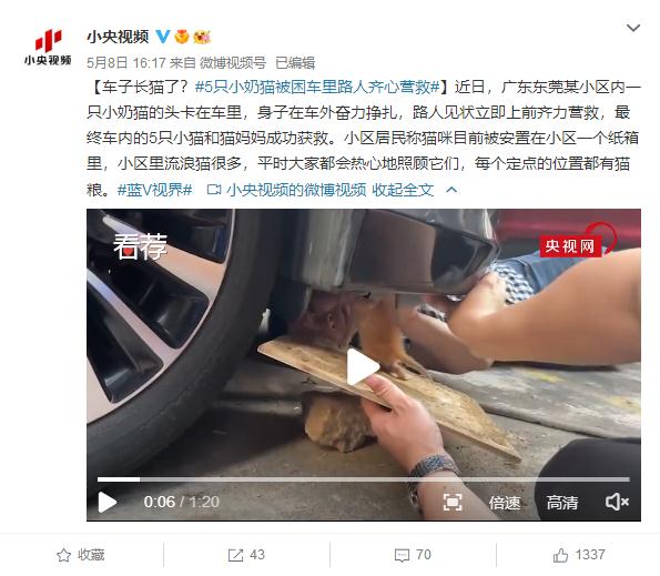 车子长猫了?5只小奶猫被困车里路人齐心营救 车子长猫了?5只小奶猫被困车里路人齐心营救