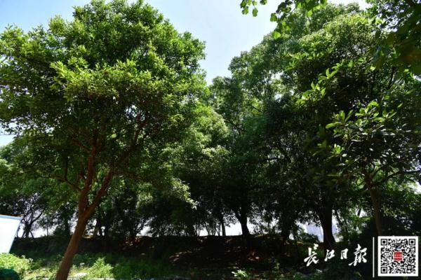 最高树龄114岁，武汉藏着一处百年古树群落
