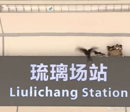 幸运车站!小燕子一家落户成都地铁站 幸运车站!小燕子一家落户成都地铁站