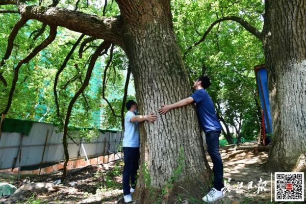 最高树龄114岁，武汉藏着一处百年古树群落