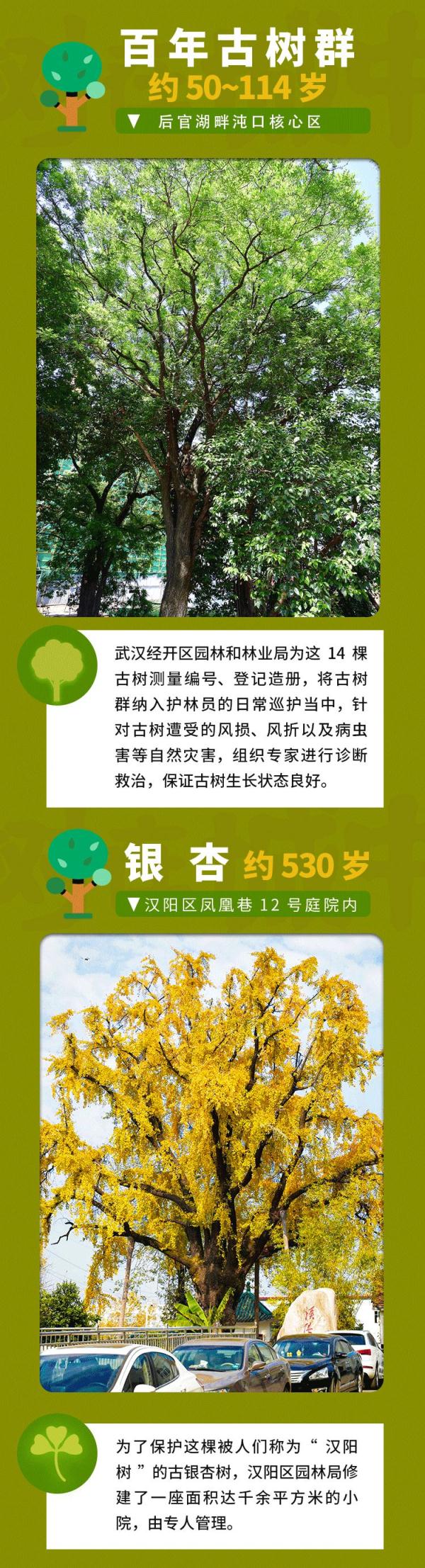 最高树龄114岁，武汉藏着一处百年古树群落