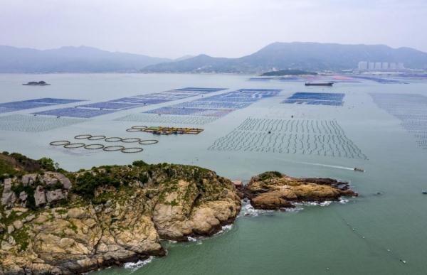 黄螺住进深海“吊床”  连江在福建首创深水网箱养殖东风黄螺