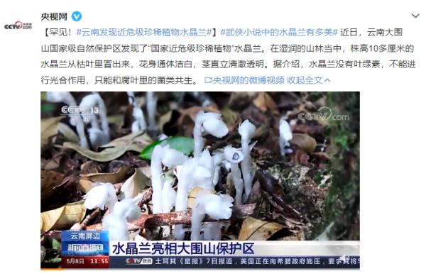罕见！云南发现近危级珍稀植物水晶兰 精致小巧