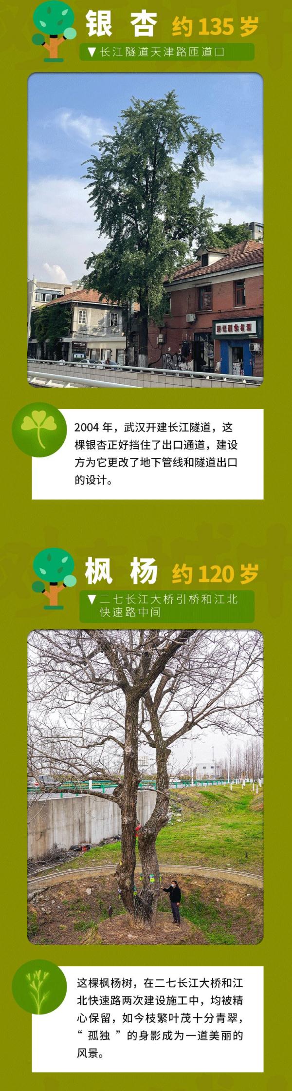 最高树龄114岁，武汉藏着一处百年古树群落