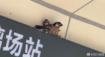 幸运车站!小燕子一家落户成都地铁站 幸运车站!小燕子一家落户成都地铁站