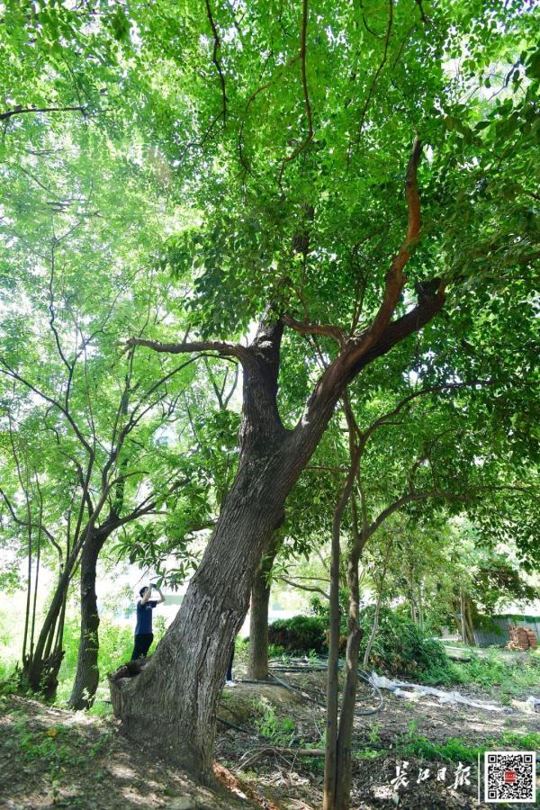 最高树龄114岁，武汉藏着一处百年古树群落