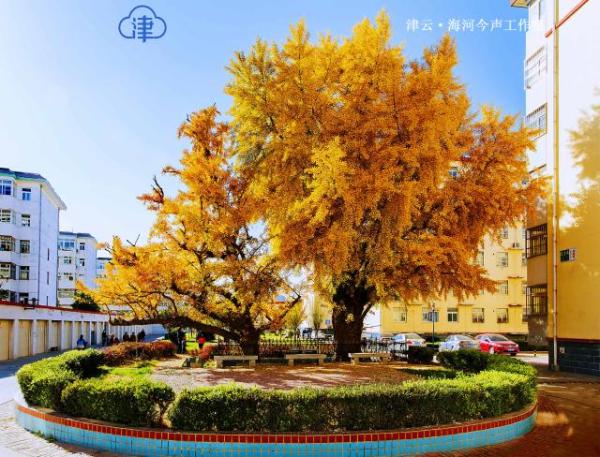 《天津市绿化条例》的决定,绿化条例中增加了古树名木保护条款,成为本