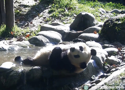 泡澡就是最开心的！熊猫是夏日澡堂代言人吧