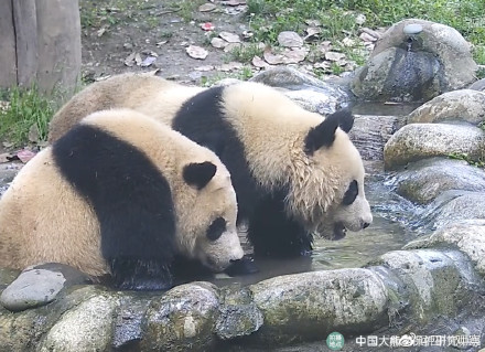 泡澡就是最开心的！熊猫是夏日澡堂代言人吧