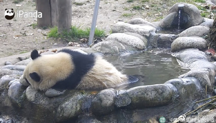 泡澡就是最开心的！熊猫是夏日澡堂代言人吧