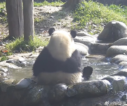 泡澡就是最开心的！熊猫是夏日澡堂代言人吧