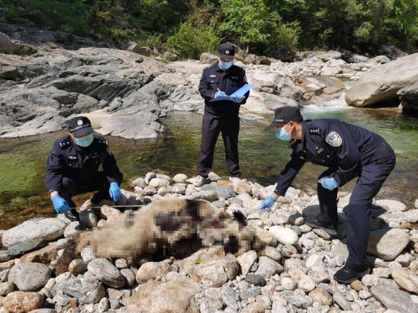 陕西一野生大熊猫河边死亡，警方：排除人为猎杀