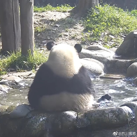 泡澡就是最开心的！熊猫是夏日澡堂代言人吧