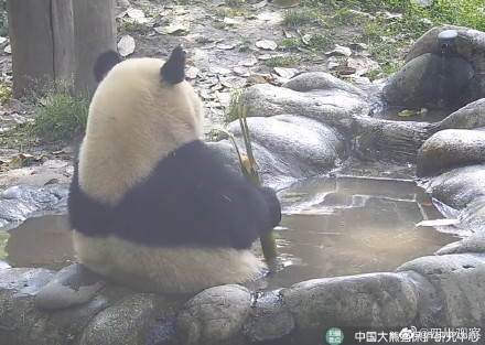 泡澡就是最开心的！熊猫是夏日澡堂代言人吧