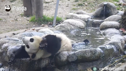泡澡就是最开心的！熊猫是夏日澡堂代言人吧