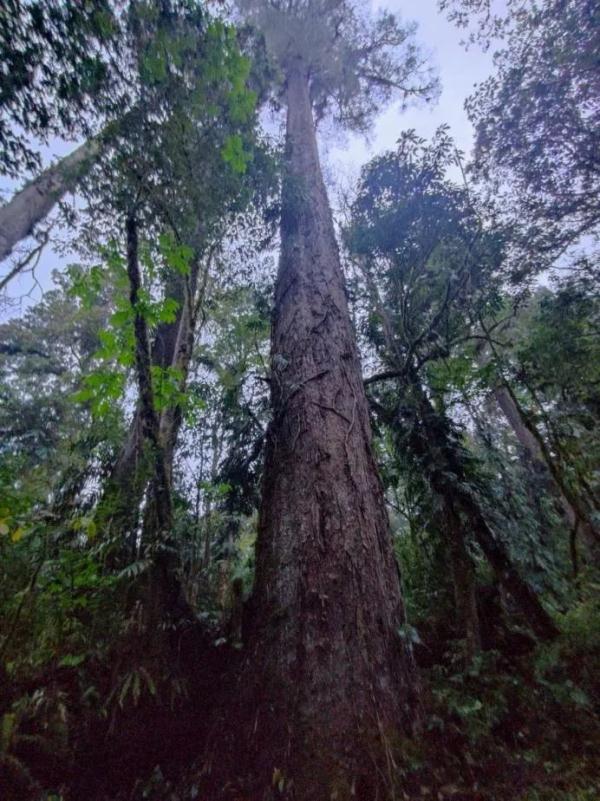 76.8米!中国大陆已知最高的这棵“树王”如何被发现? 76.8米!中国大陆已知最高的这棵“树王”如何被发现?