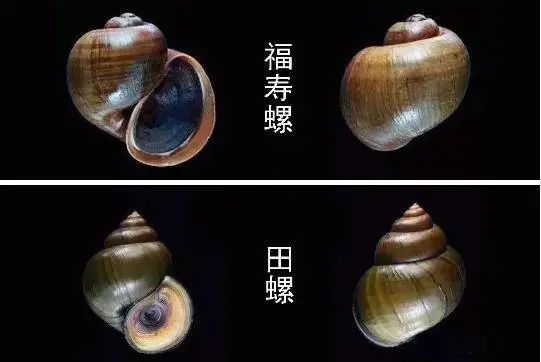 海口人注意！有人把它当田螺卖，千万别吃→