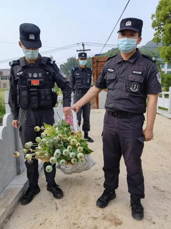 【禁毒】种植30株罂粟 大冶一村民被查处 【禁毒】种植30株罂粟 大冶一村民被查处