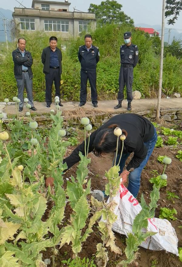【禁毒】种植30株罂粟 大冶一村民被查处 【禁毒】种植30株罂粟 大冶一村民被查处