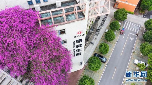 南宁巨型三角梅开了!近三十米“花瀑布”太壮观 南宁巨型三角梅开了!近三十米“花瀑布”太壮观