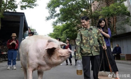 纪念512!猪坚强标本首次展出 纪念512!猪坚强标本首次展出