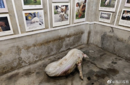 纪念512!猪坚强标本首次展出 纪念512!猪坚强标本首次展出