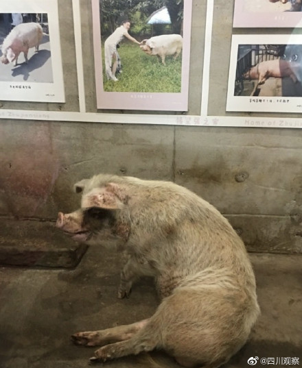 纪念512!猪坚强标本首次展出 纪念512!猪坚强标本首次展出
