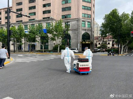 上海一对情侣携8只猫咪入住隔离酒店 上海一对情侣携8只猫咪入住隔离酒店