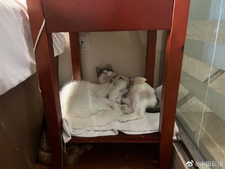 上海一对情侣携8只猫咪入住隔离酒店 上海一对情侣携8只猫咪入住隔离酒店