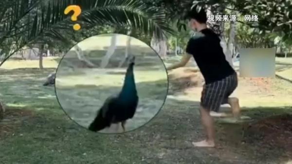 男生与孔雀“斗舞”！这个云艺学生在网上火了
