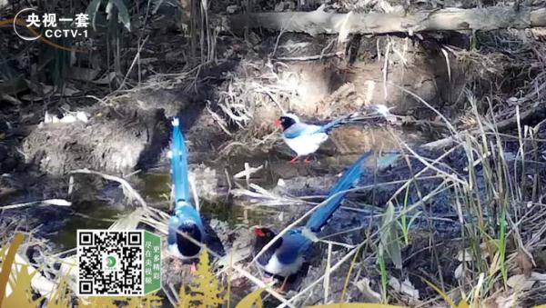 羽色艳丽，美貌非凡！鸟类中的“颜值担当”了解一下