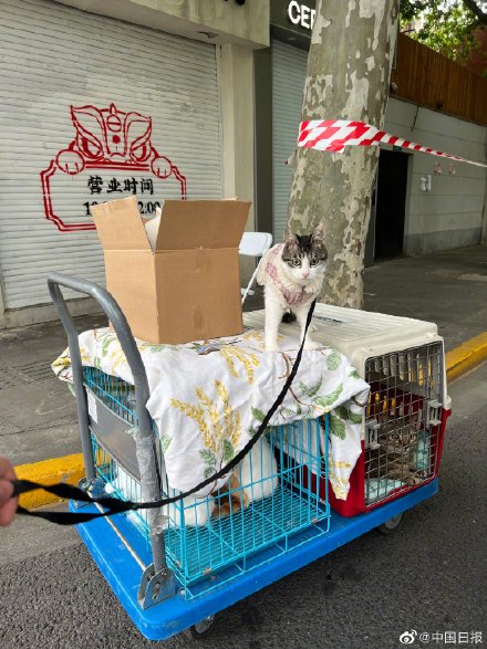 上海一对情侣携8只猫咪入住隔离酒店 上海一对情侣携8只猫咪入住隔离酒店