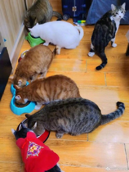 上海一对情侣携8只猫咪入住隔离酒店 上海一对情侣携8只猫咪入住隔离酒店