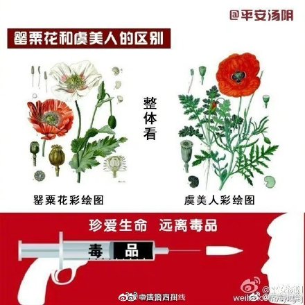 罌粟花美卻是罪惡的源頭