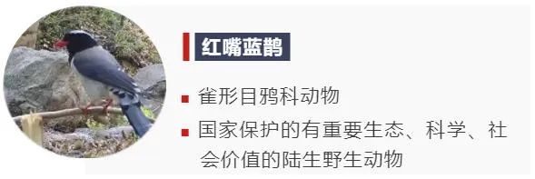 羽色艳丽，美貌非凡！鸟类中的“颜值担当”了解一下