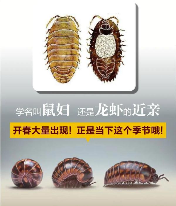 西瓜还没吃到，“西瓜虫”已经来了
