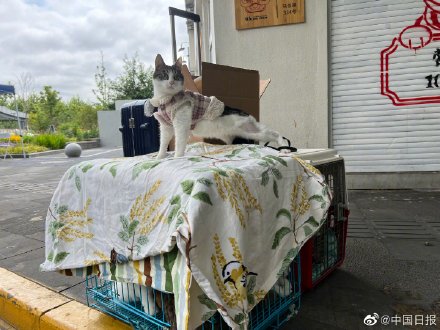 上海一对情侣携8只猫咪入住隔离酒店 上海一对情侣携8只猫咪入住隔离酒店